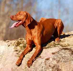 Hungarian Vizsla sitting on a mud bank in the sun