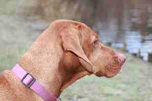 A Hungarian Vizsla looking away from the camera