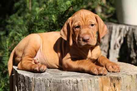 Hungarian Vizsla puppy lying on a log in the sun