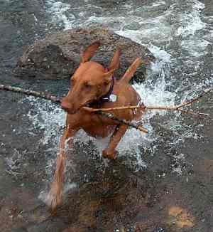 A Hungarian Vizsla running out of a river carrying a stick