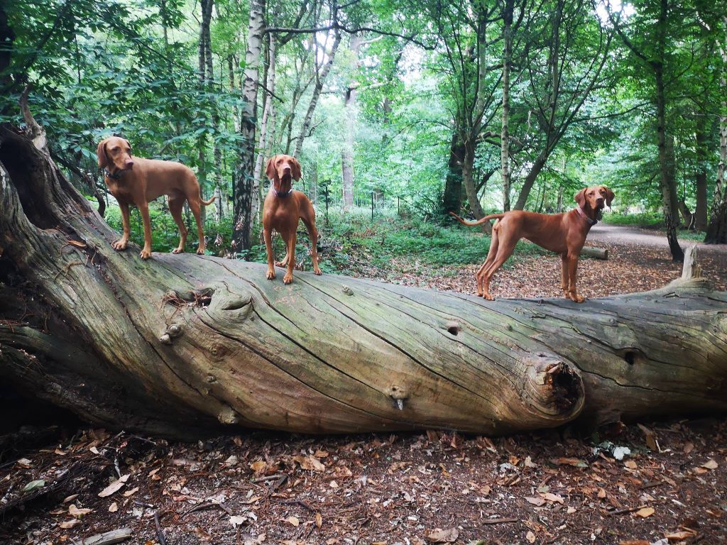 Three Hungarian Vizslas standing on a big log in a forest.