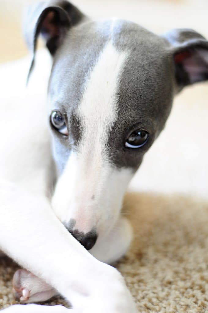 Italian Greyhound