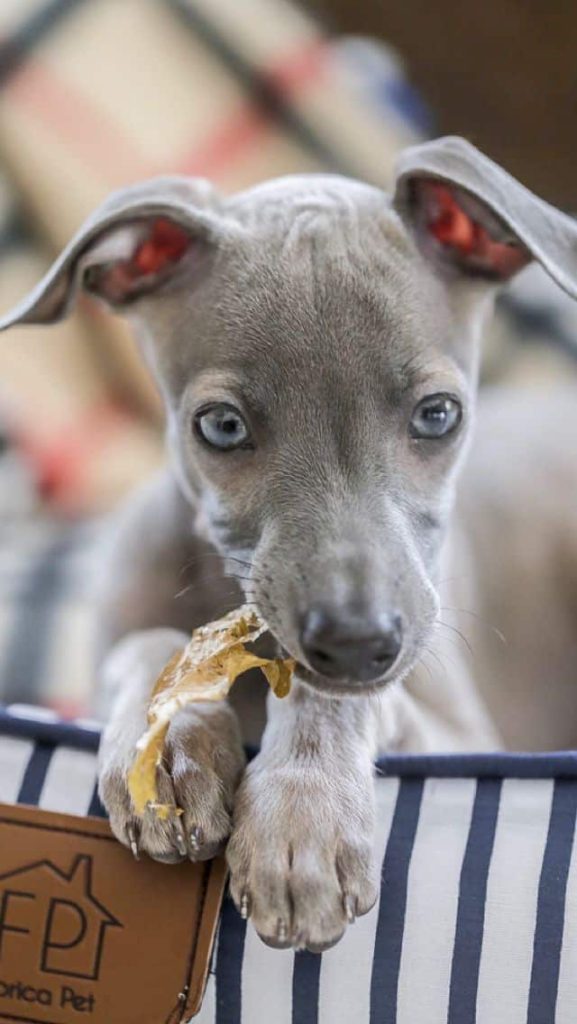 Italian Greyhound