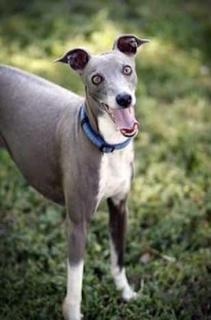 Italian Greyhound