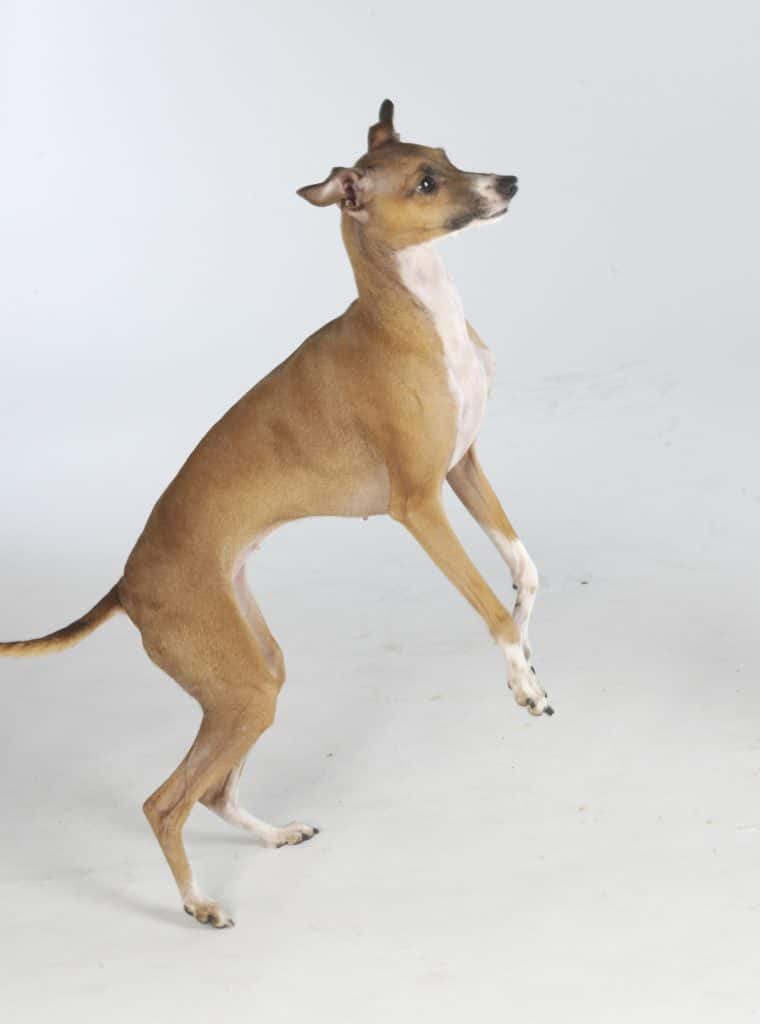 Italian Greyhound