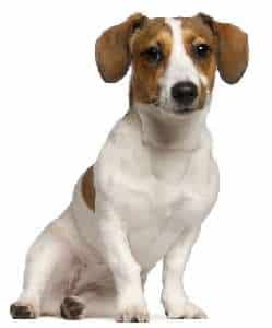 Jack Russell Terrier