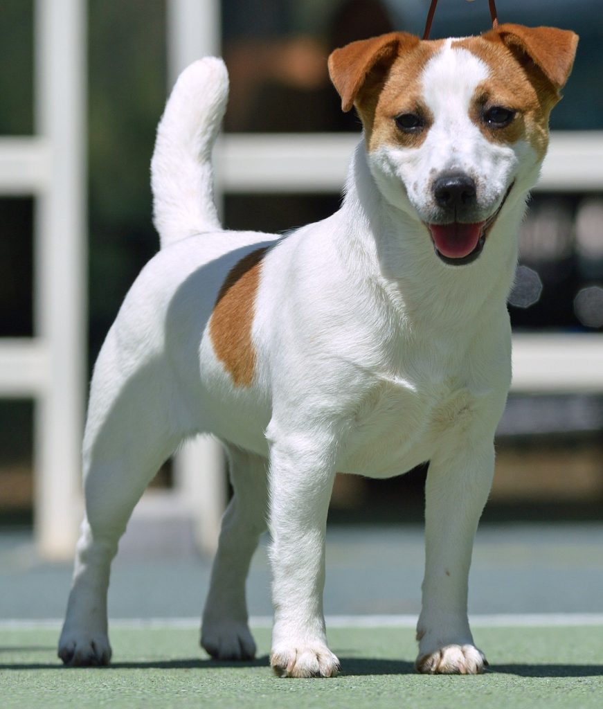 Jack Russell Terrier