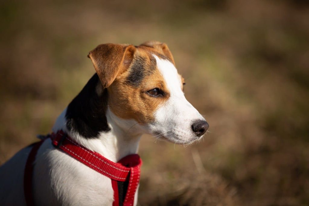 Jack Russell Terrier