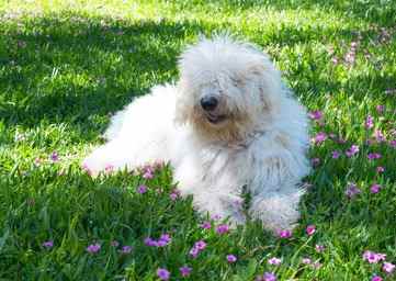 Komondor Dog Breed