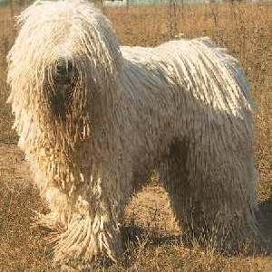 Komondor dog breed