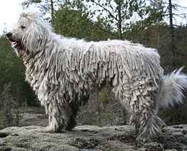 Komondor Dog Breed