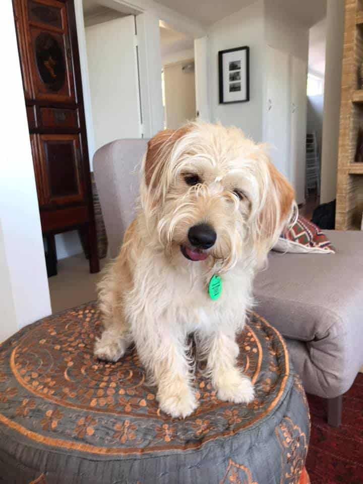 Lulu the Labradoodle who lives in Wellington, New Zealand