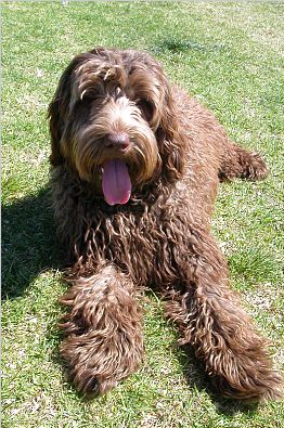 Labradoodles can be many different colors -Photo By Oracle7 at the English Wikipedia, CC BY-SA 3.0