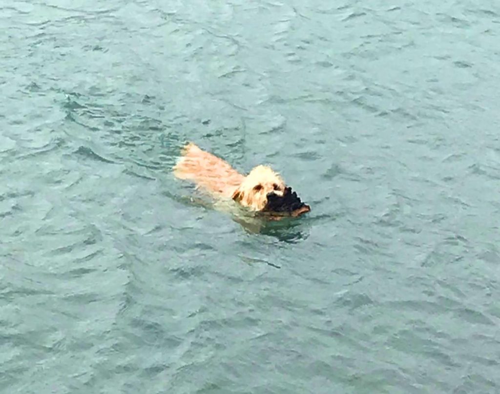 Lulu the Labradoodle off for a swim in New Zealand - a bath and groom may be needed after!