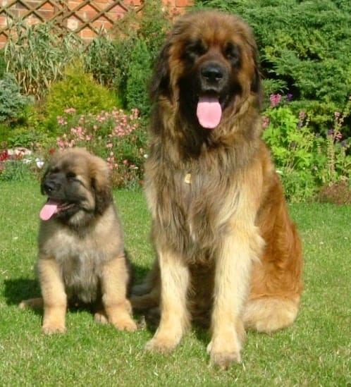 An adult Leonberger dog with a Leonberger puppy sitting on a grass lawn in front of a garden wall on a sunny day.