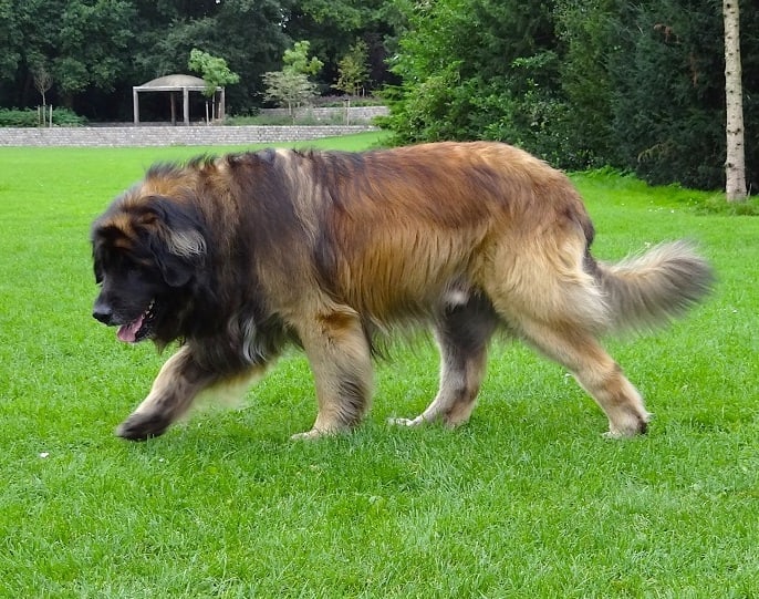 An adult Leonberger dog walking across a green grass lawn in a park.