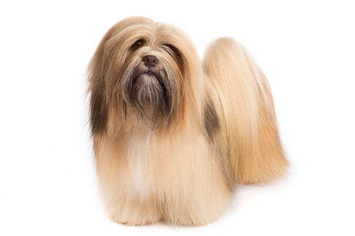 Lhasa Apso dog breed