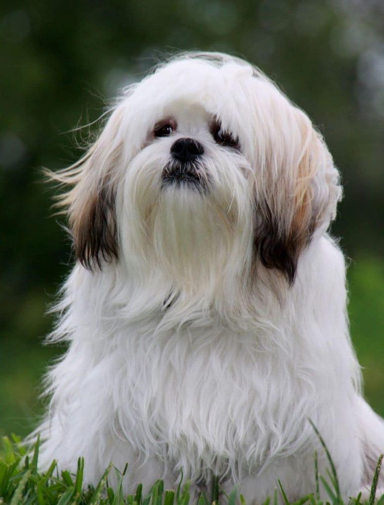 Lhasa Apso dog breed