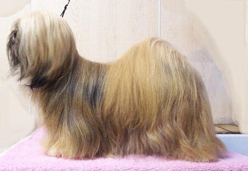 Lhasa Apso dog breed