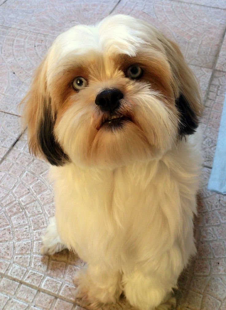 Lhasa Apso dog breed