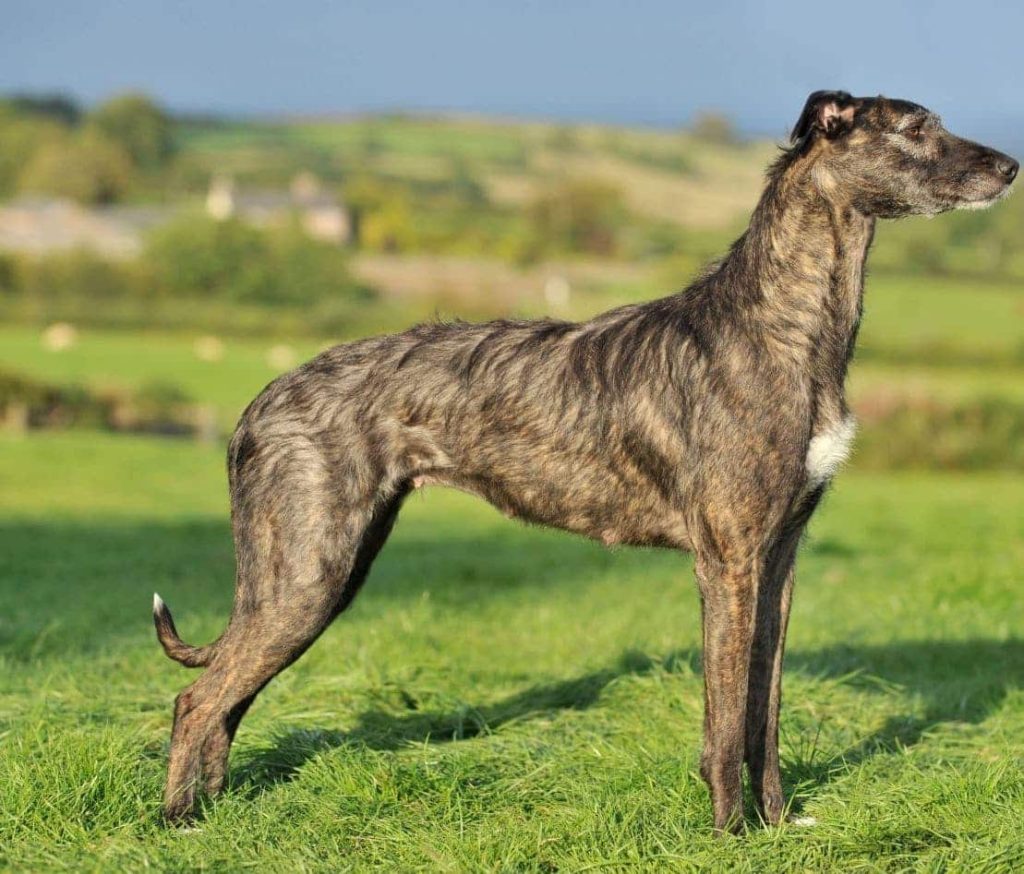 A Lurcher dog outdoors in a field