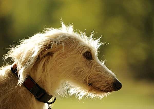 A fawn colored Lurcher