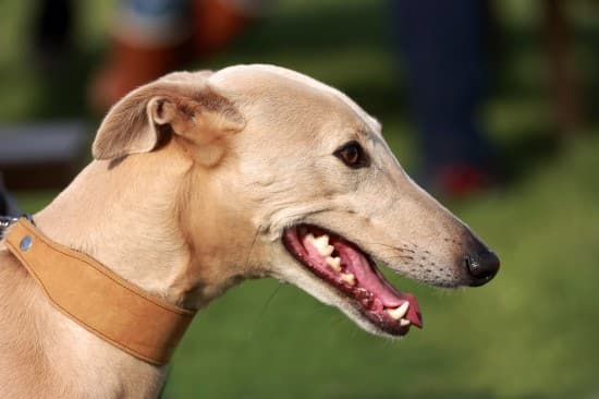 A short-haired Lurcher dog head