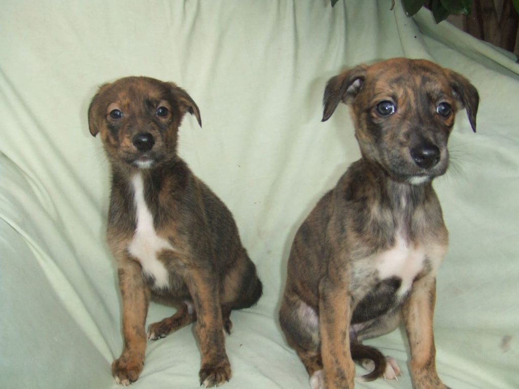 Two Lurcher puppies