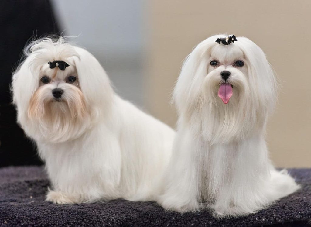 Maltese dog breed