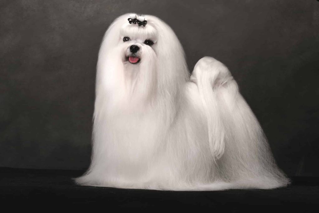 Maltese dog breed