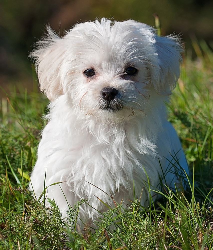 Maltese dog breed