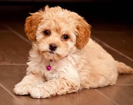 Maltipoo dog lying down