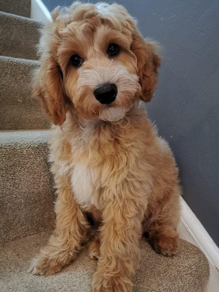 Maltipoo dog sitting on stairs