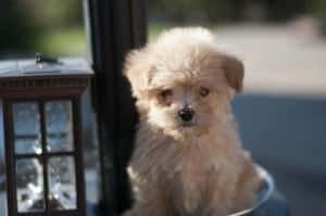 Small Maltipoo dog sitting in the sun