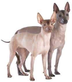 Mexican Hairless dog, Xoloitzcuintli