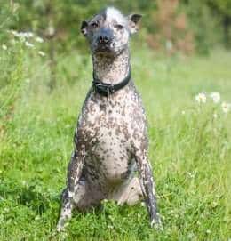 Mexican Hairless Dog,  Xoloitzcuintli