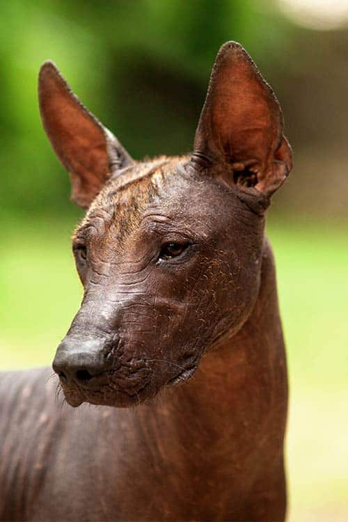 Mexican Hairless Dog, or Xoloitzcuitle