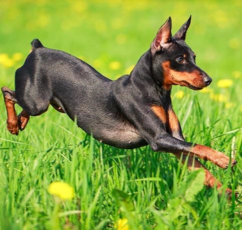 Miniature Pinscher