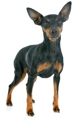 Miniature Pinscher