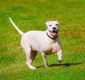 A large white American bulldog is trotting through a grass field on a sunny afternoon.