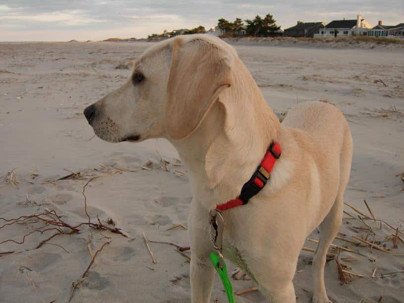 Mountain Cur dog breed