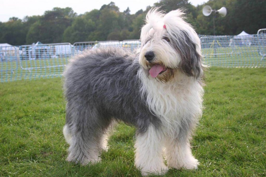 Old English Sheep Dog