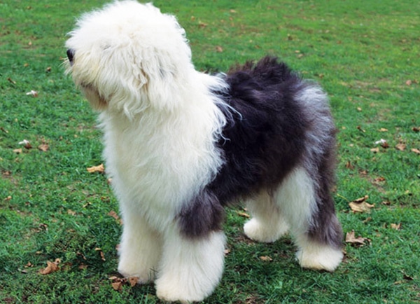 Old English Sheep Dog