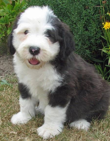 Old English Sheep Dog