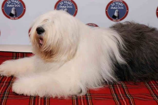 Old English Sheep Dog