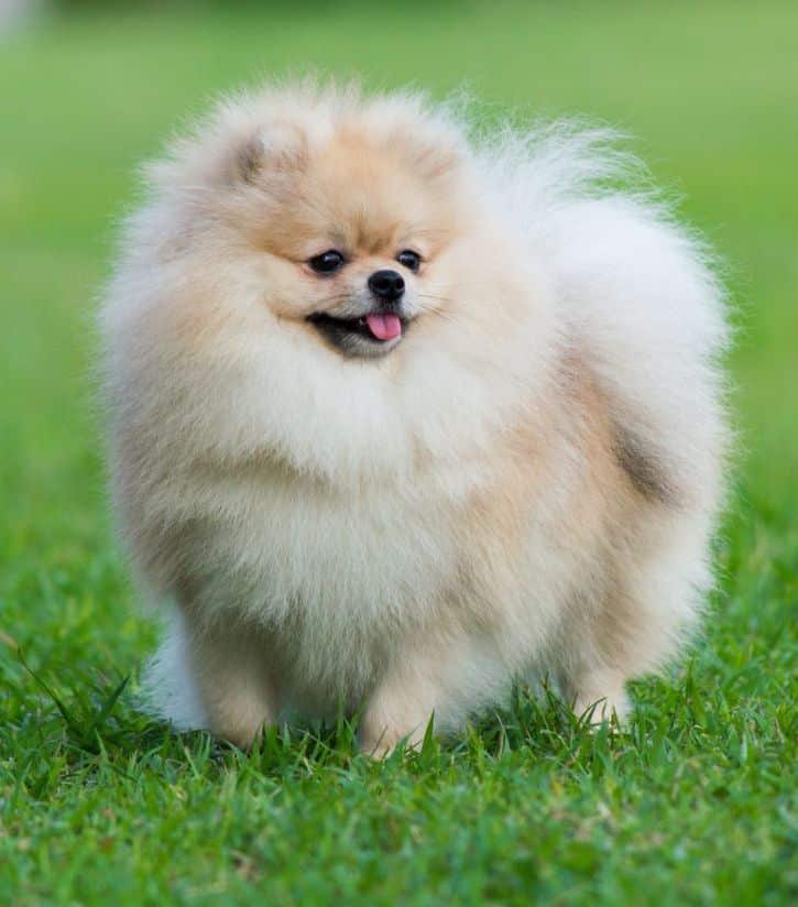 Pomeranian dog breed