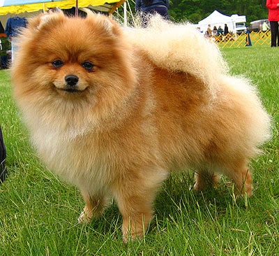 Pomeranian dog breed