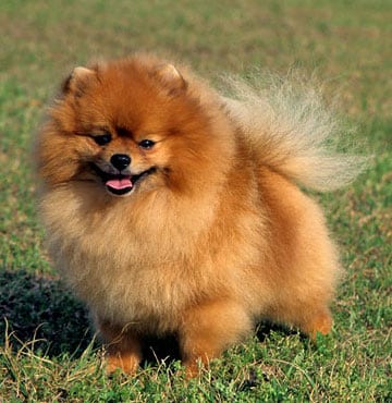 Pomeranian dog breed