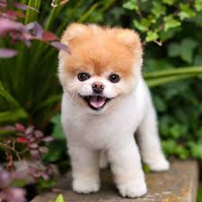 pomeranian dog breed