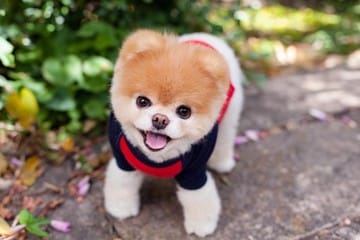 pomeranian dog breed